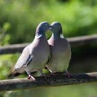 pair of grey Pigeons Kissing close-up on blurred background