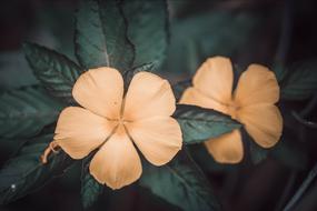 Flower orange Petal Love