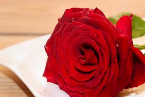red velvet rose on a white sheet