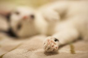 sleepyhead cat
