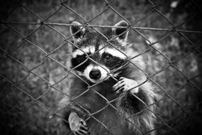 Raccoon looking through wire grid fence