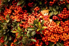 toy bear on orange rowan