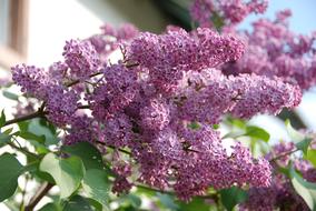 Lilac Flowers