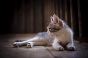 young Cute Cat rests on floor