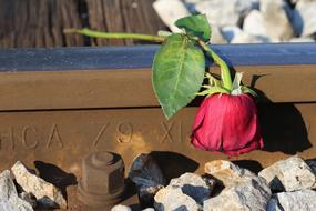 withered rose on railway