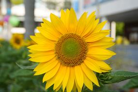 Sunflowers Ho Chi