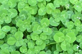 Clover Three Leaf green