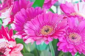 romantic Pink Gerbera Flowers