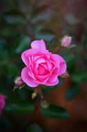 Pink Rose at Autumn, top view