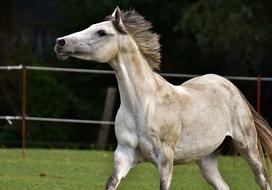 jumping white horse