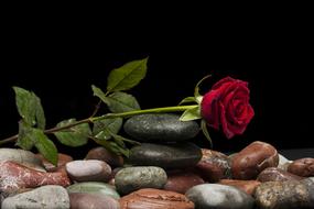 Beautiful red rose with green leaves on the colorful stones