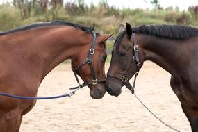 portrait of the brown horses couple
