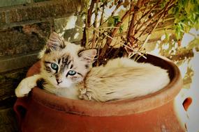 kitten is resting in a flower pot