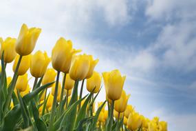 yellow tulip field against blue sky