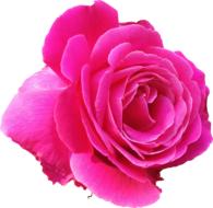 Pink Rose at white background