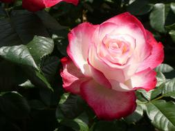 blooming white-pink rose in a botanical garden