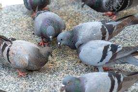 flock of Doves on street