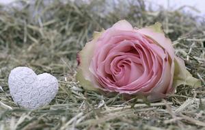 white heart and a delicate rose on the grass