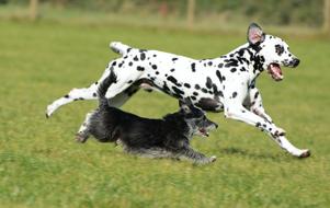 Dalmatian and Terrier Dogs running on meadow