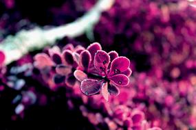 dark pink plant as a blurred background