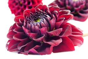 nice red Dahlia Blossom