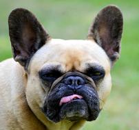 french bulldog with sticking out tongue