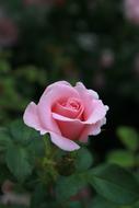 Close-up of the beautiful, pink, gradient rose among the green leaves