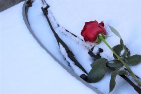 Red Rose on the snow On Car