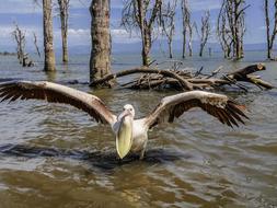 pelican with wide open wings and beak, kenya, lake naivasha