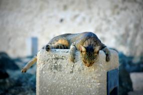 Kitty Sleep on stone