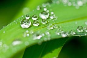Macro photo of the dew on green leaves