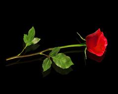 Red rose with green leaves at dark background