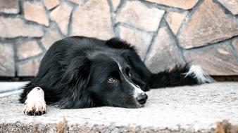 Beautiful and cute, black and white Bordercollie is resting on the street
