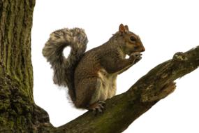 brown Squirrel on tree on White