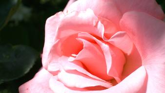 pink rose in the sun close up