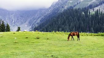 Jahazbanda Meadows horse