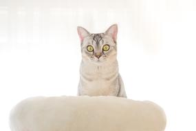 Cat Face Angry white