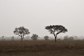 Savannah Nature tree fog