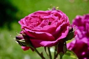 amazing Flower Pink Spring