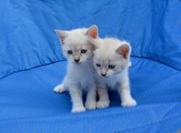 two white kittens on a blue armchair