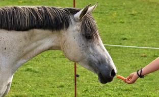 portrait of horse eating carrot