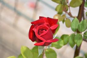 red green Rose Plant