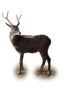 Reindeer Winter