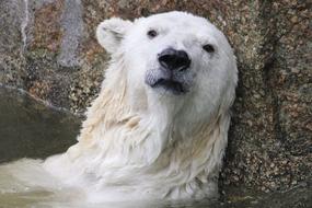 head of depressed Polar Bear at stone wall, Climate Change