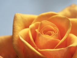 yellow rose bud, wallpaper