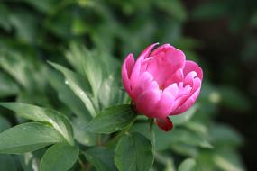 pink half open peony in garden