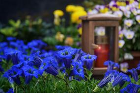 Flower Cemetery blue