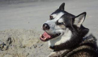 Smile Demonic Husky dog