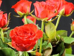 Valentine'S Day Rose Red flowers