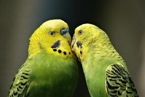 Parrots, Couple of parakeets kissing